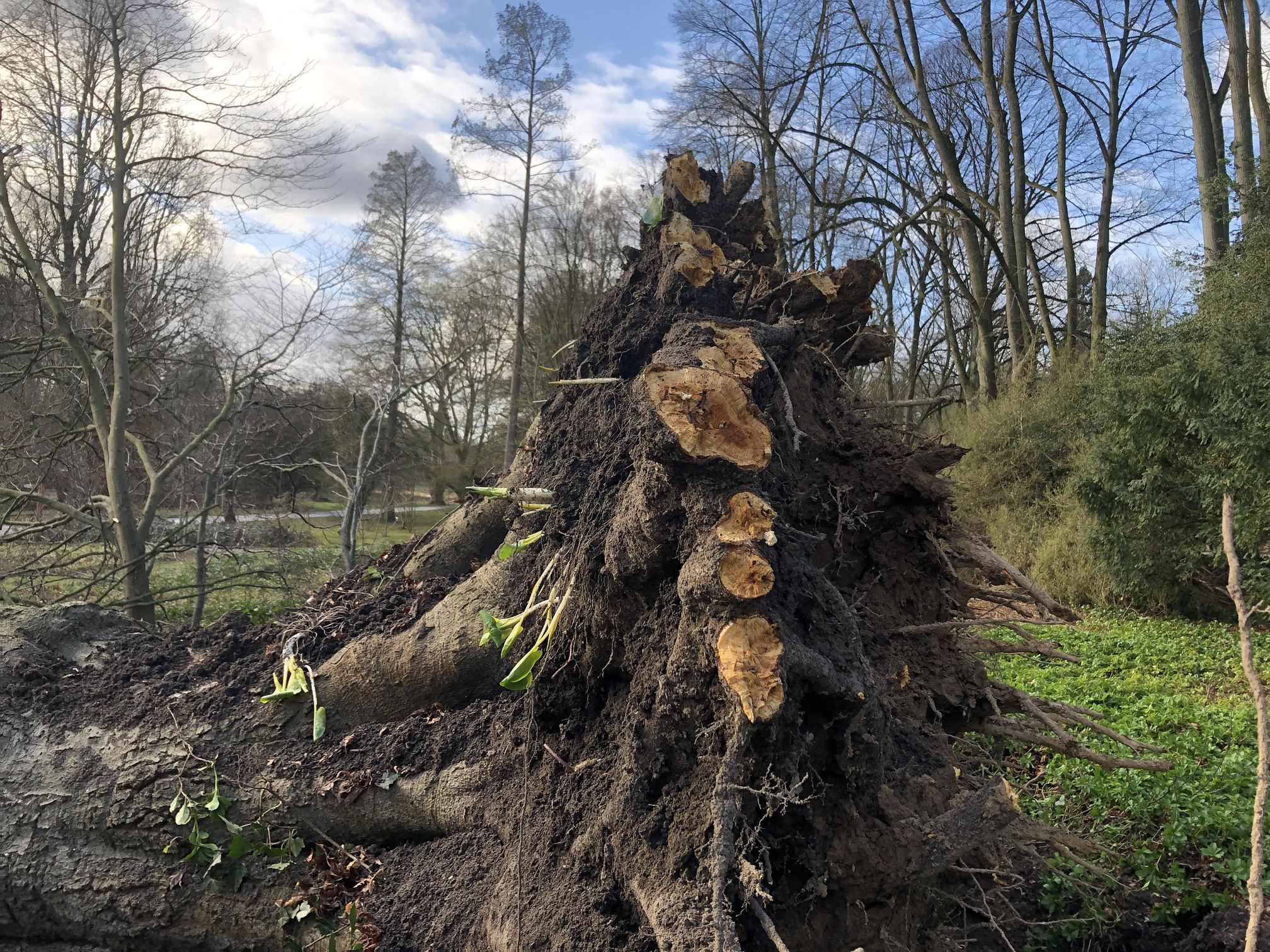 Fagus_sylv._Asplenifolia_Sturmschaden_20220200_(C)_Botanischer_Garten_Romberpgark (3)